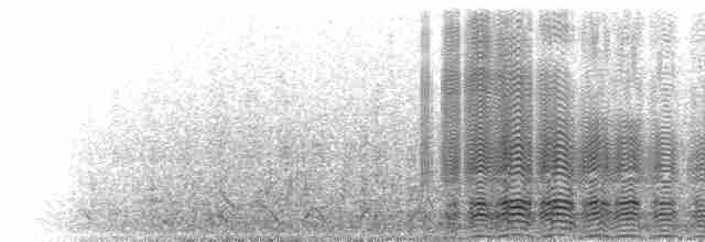  - Black-browed Albatross (Black-browed)