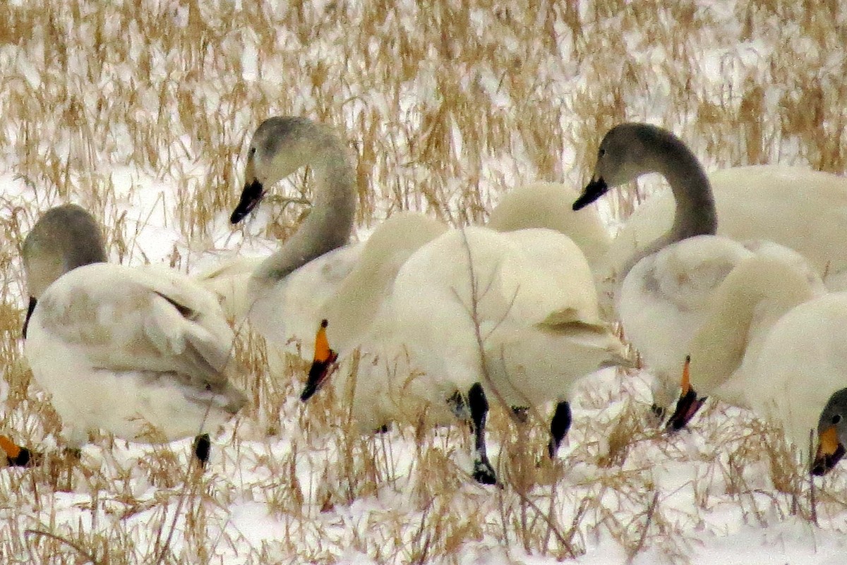 Tundra Swan (Bewick's) - ML534944841