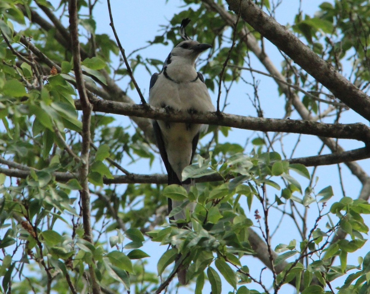 White-throated Magpie-Jay - ML53494571