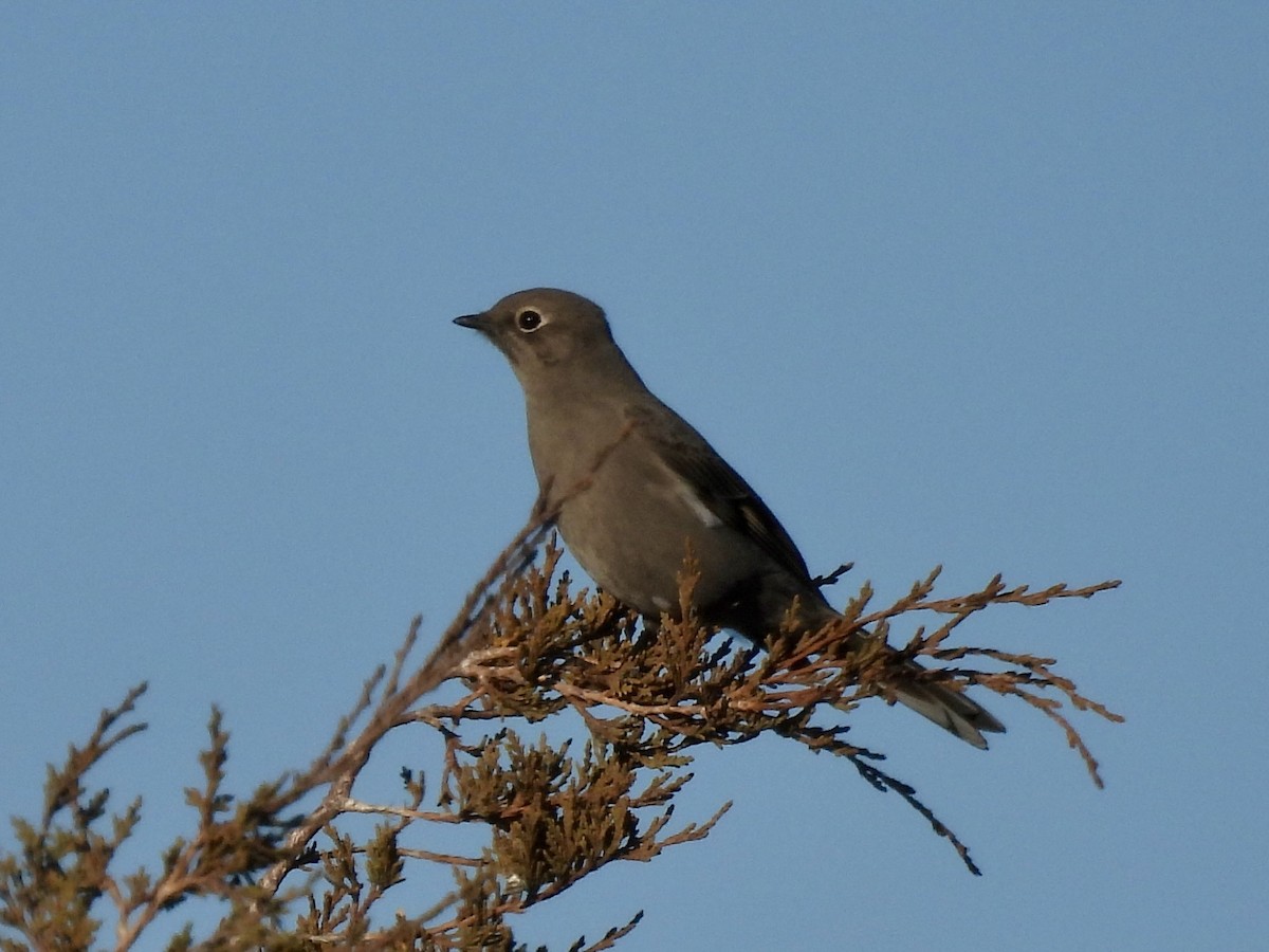 Townsend's Solitaire - ML534946251