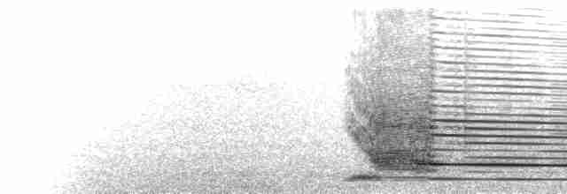  - Light-mantled Albatross