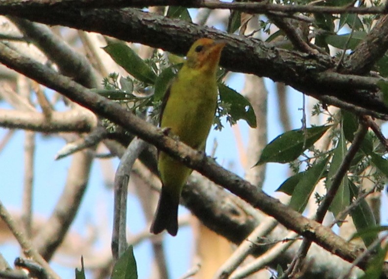 Western Tanager - ML53494851