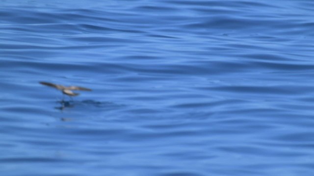 White-faced Storm-Petrel - ML534964521