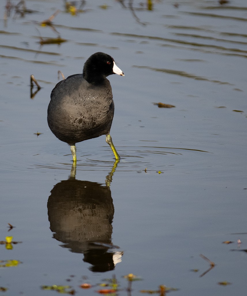 American Coot (Red-shielded) - ML534967031