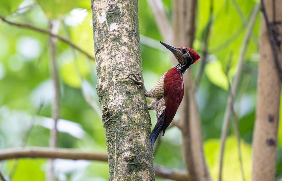 Luzon Flameback - Forest Botial-Jarvis
