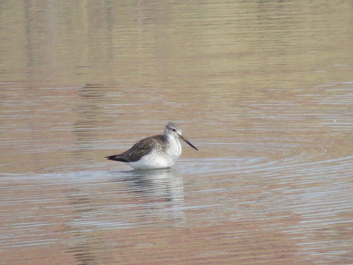 Greater Yellowlegs - F Alvarez