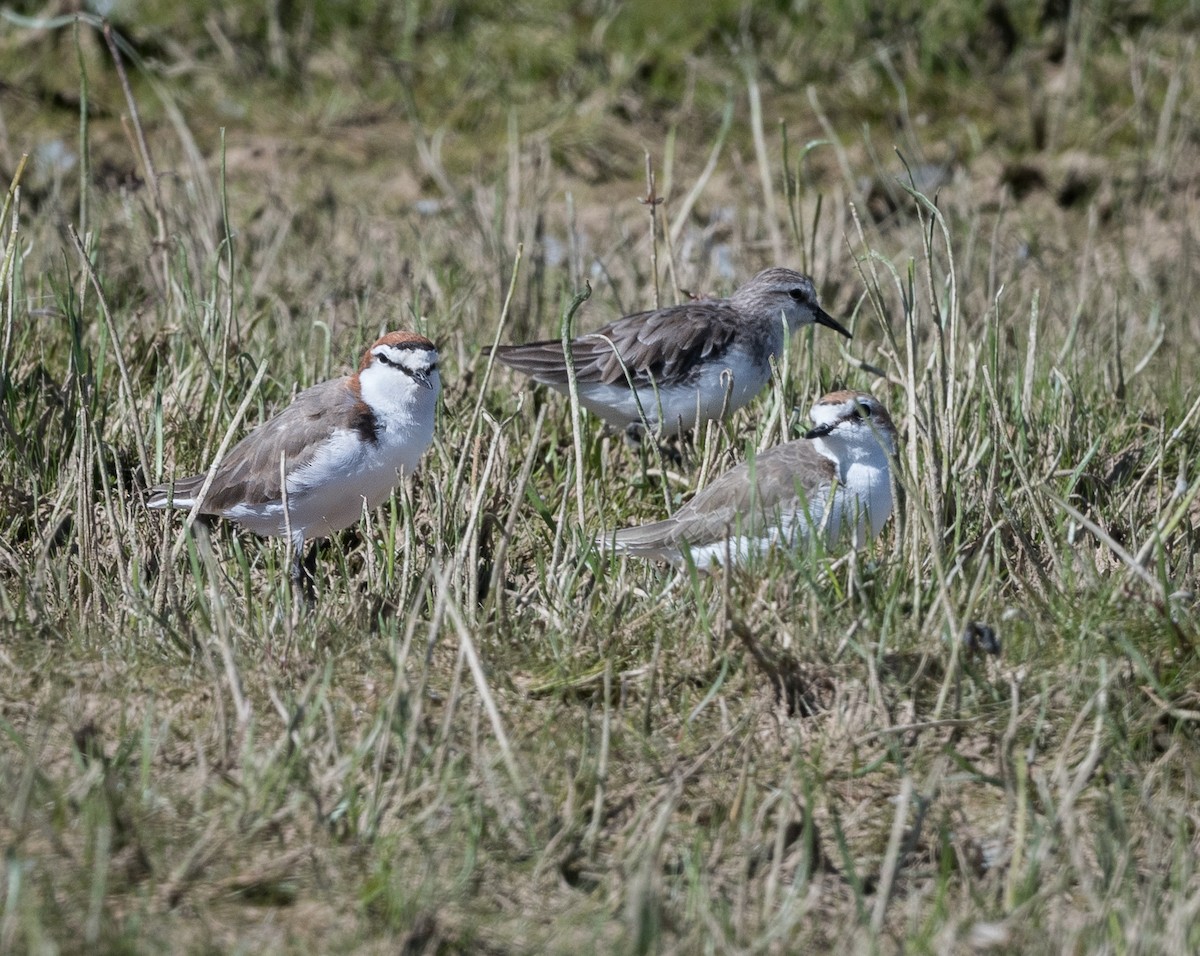 Red-capped Plover - ML534971981