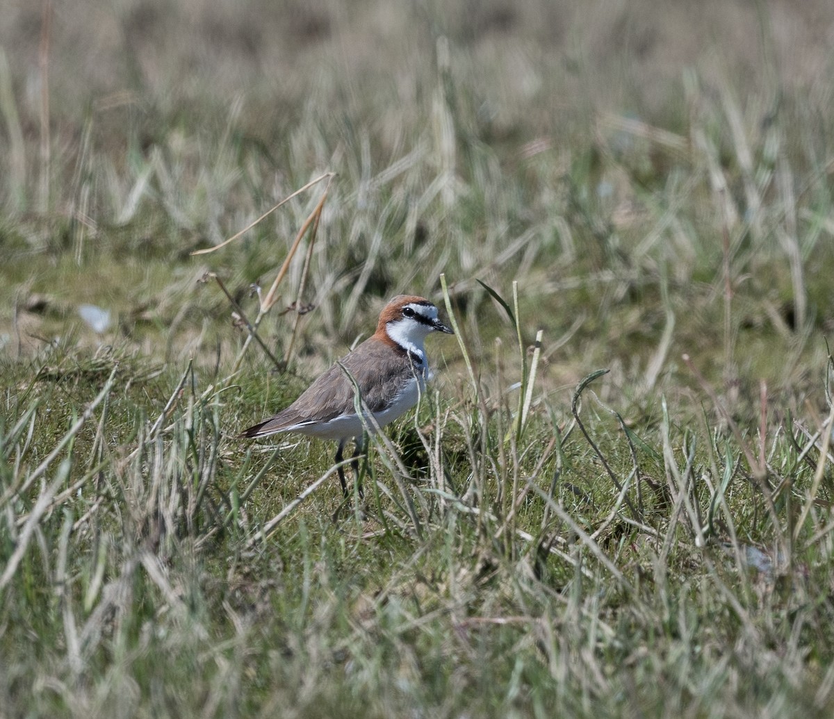 Red-capped Plover - ML534971991