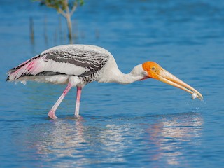  - Painted Stork