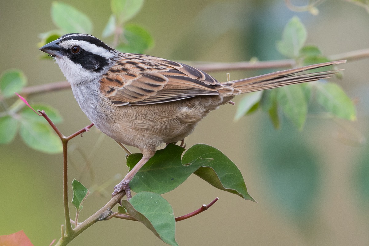 Stripe-headed Sparrow - Juan Miguel Artigas Azas