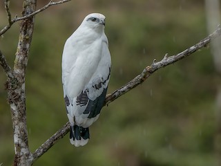 White Hawk - Pseudastur albicollis - Birds of the World