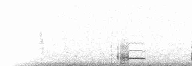  - Townsend's Storm-Petrel