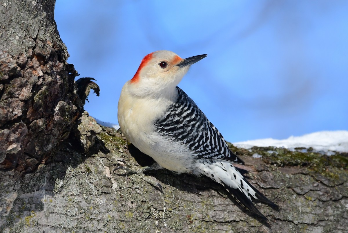 Red-bellied Woodpecker - Michele Chartier