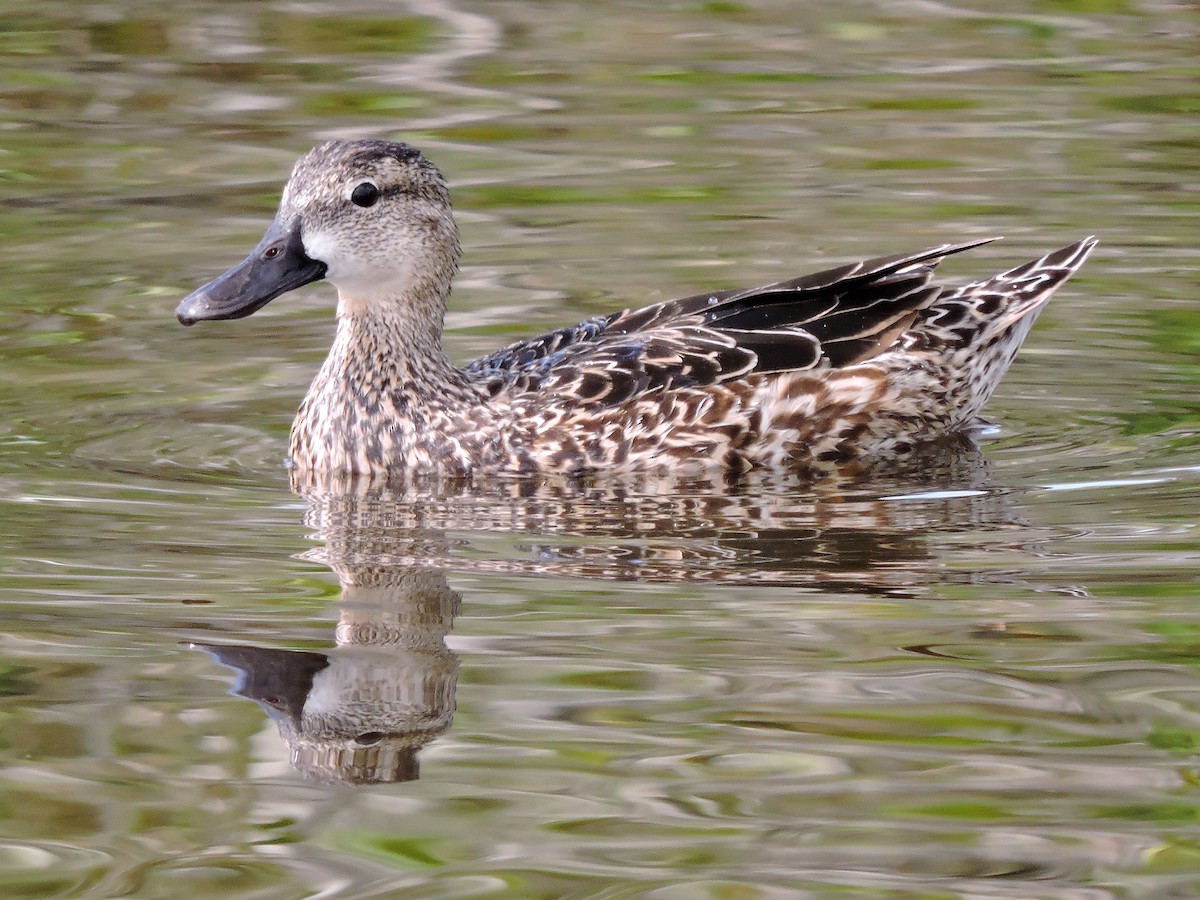 Blue-winged Teal - ML53498421