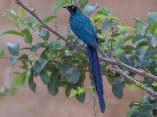  - Long-tailed Glossy Starling