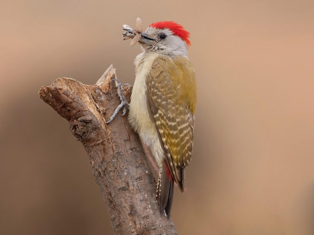 African Gray Woodpecker - Dendropicos goertae - Birds of the World