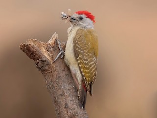  - African Gray Woodpecker