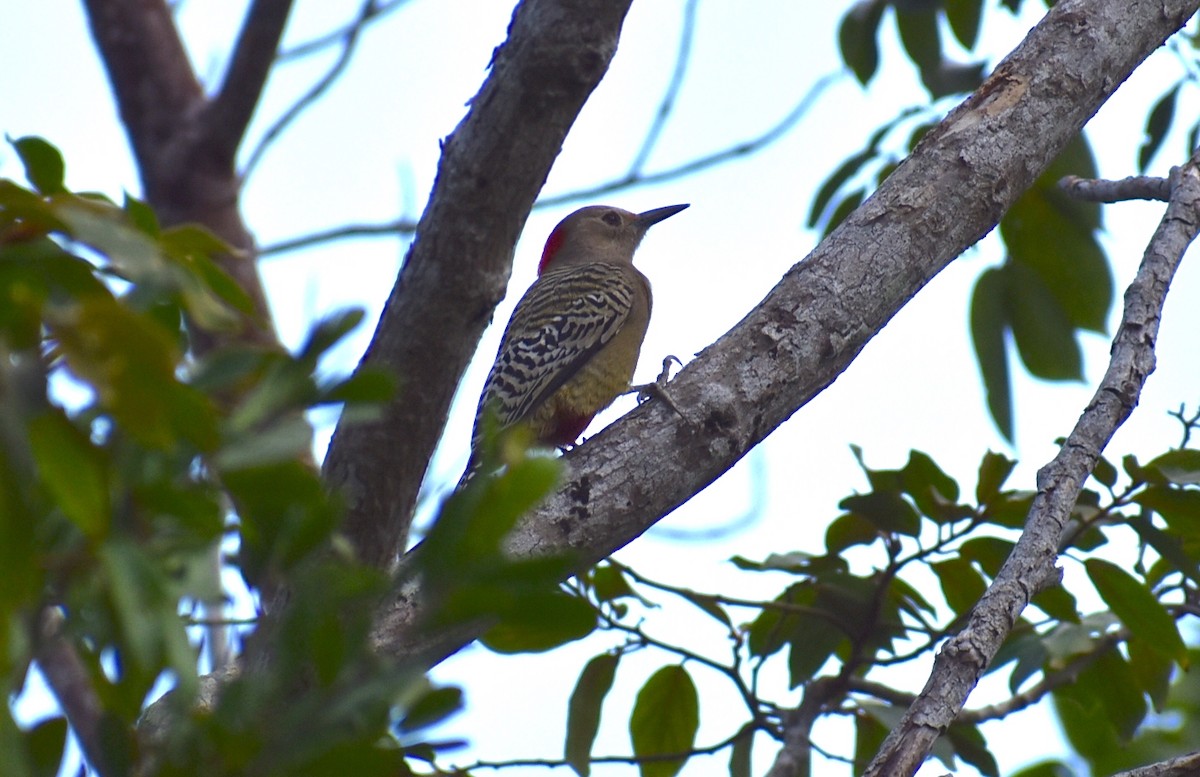 West Indian Woodpecker - ML534990791