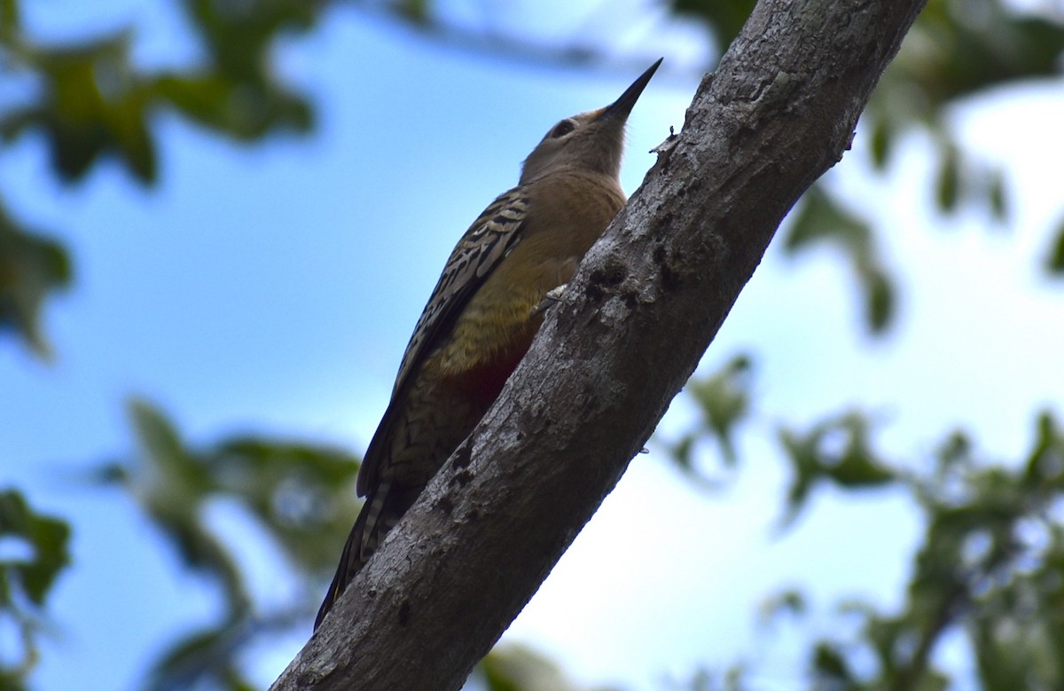 West Indian Woodpecker - ML534990811