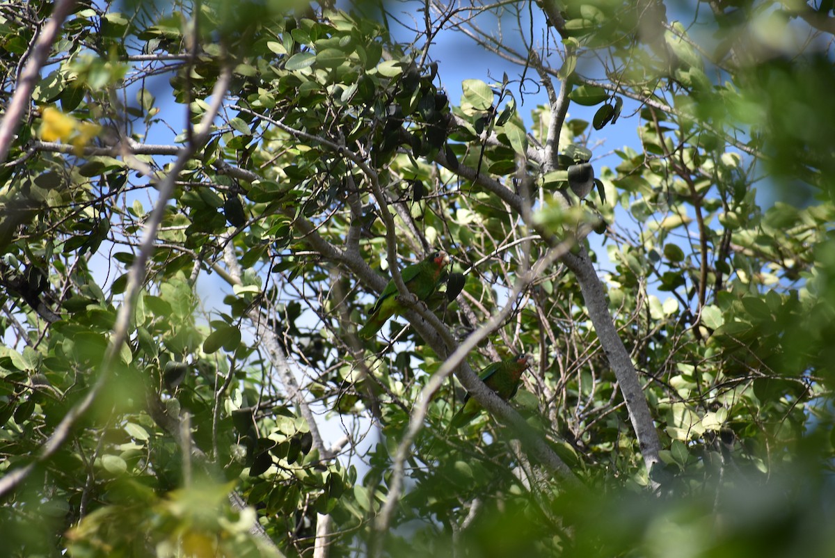 Cuban Parrot (Cayman Is.) - ML534992871