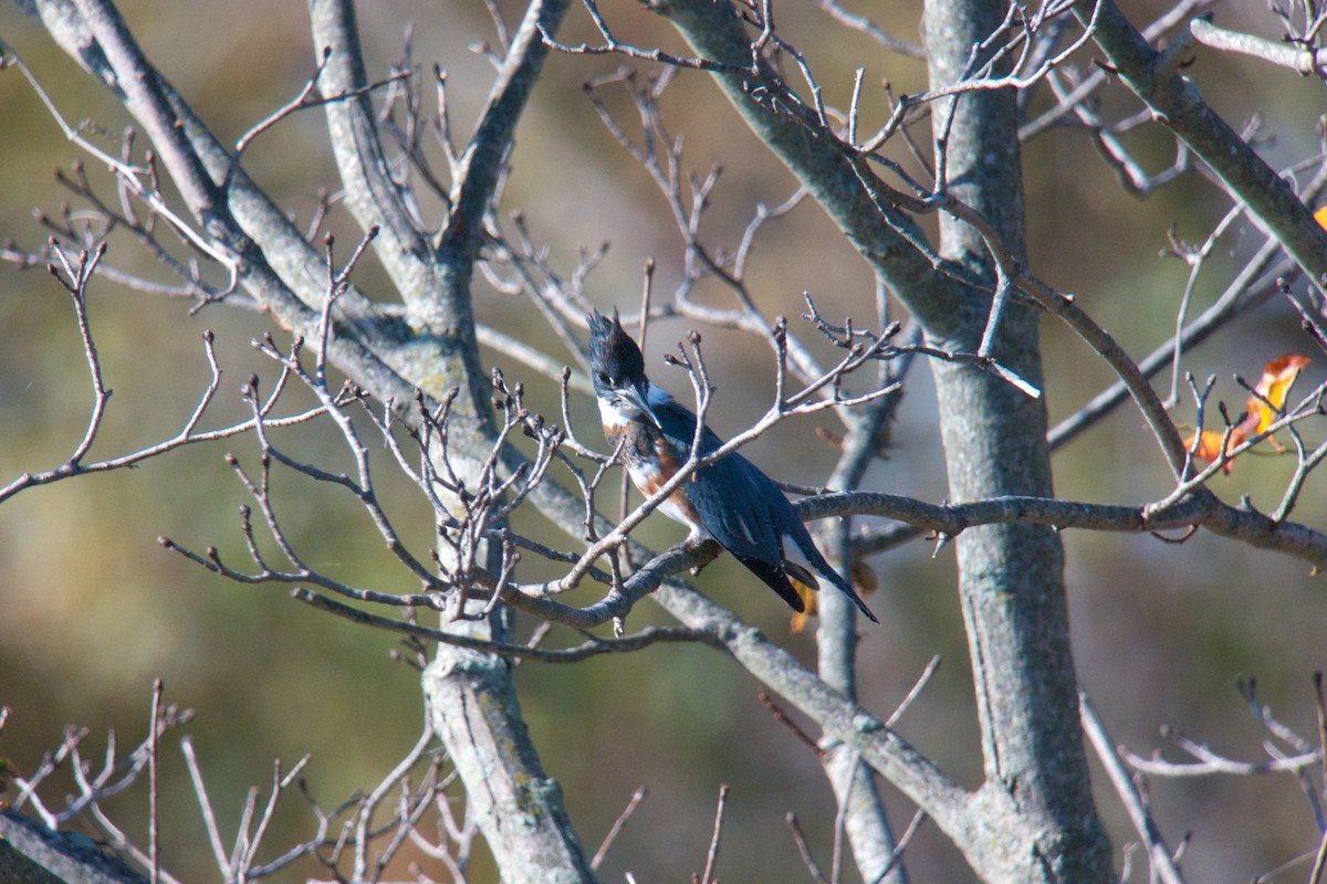 Belted Kingfisher - ML53499571