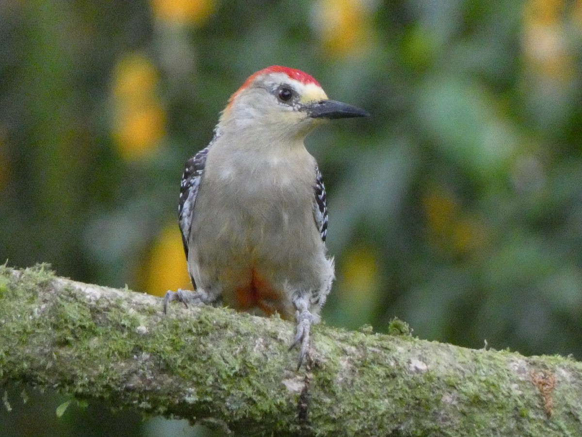 Red-crowned Woodpecker - ML534995971