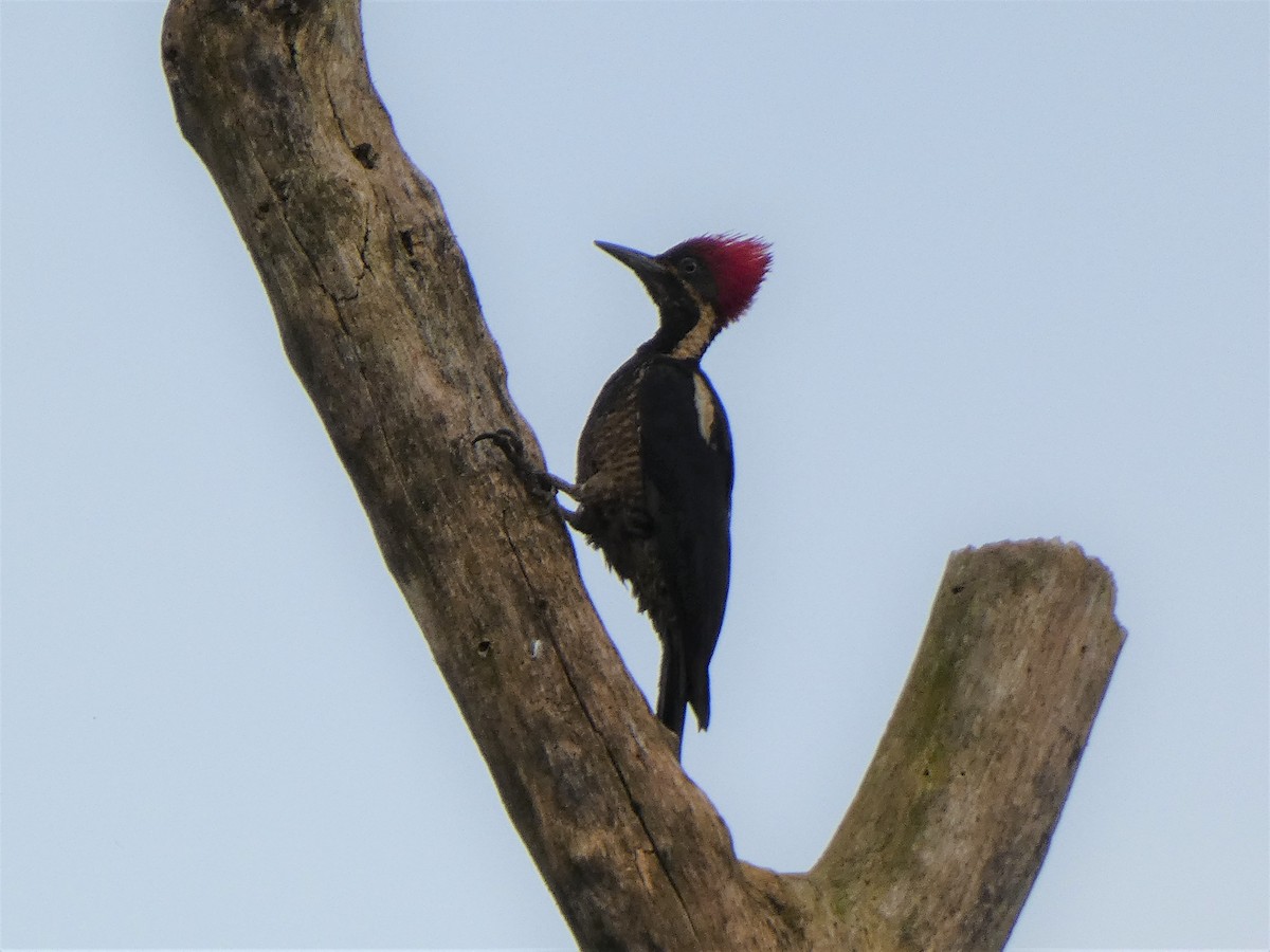 Lineated Woodpecker - ML534996181
