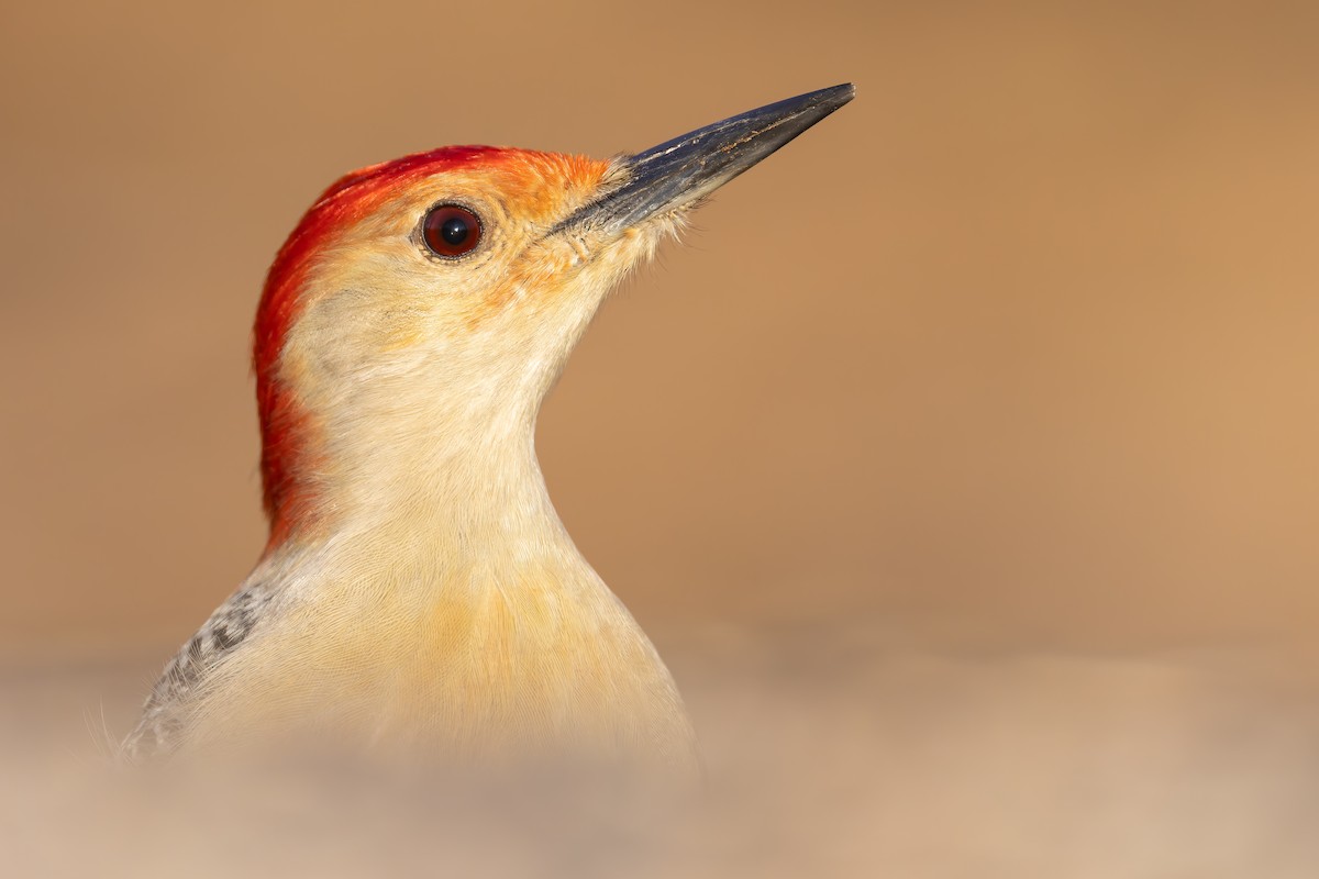 Red-bellied Woodpecker - ML534997401