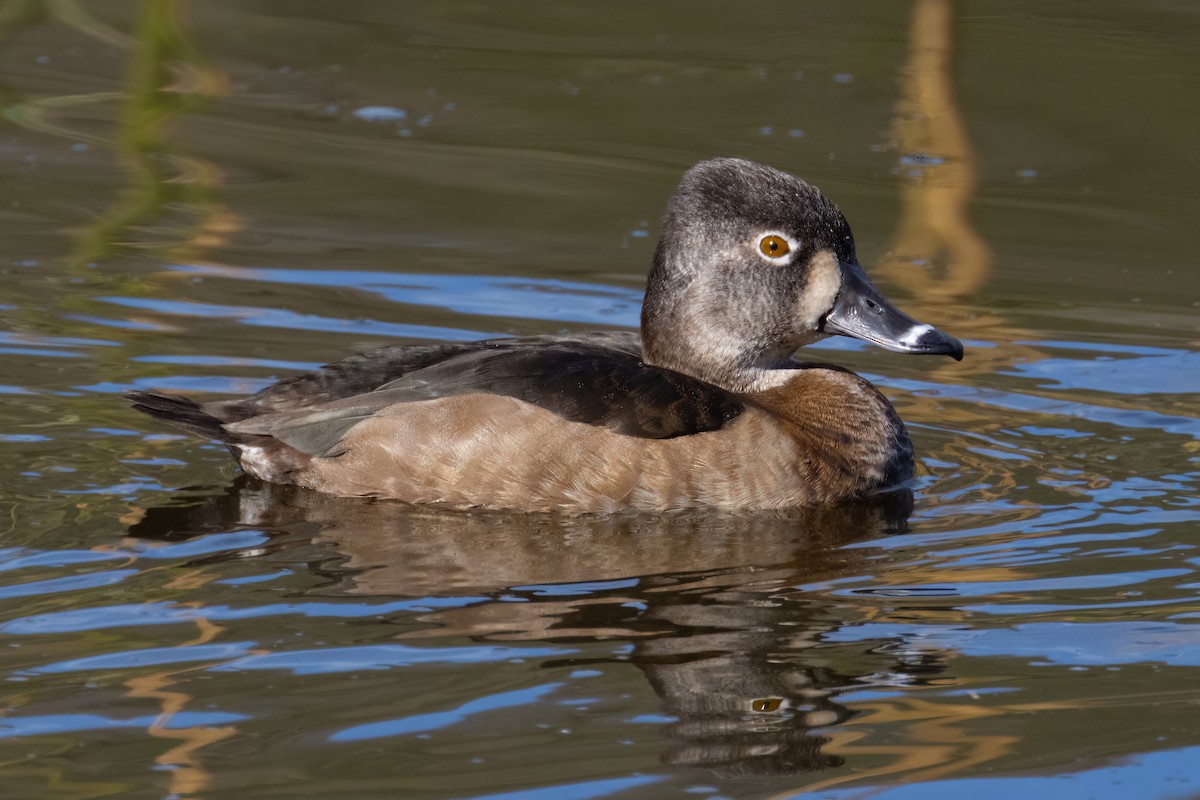 Ring-necked Duck - ML534997641
