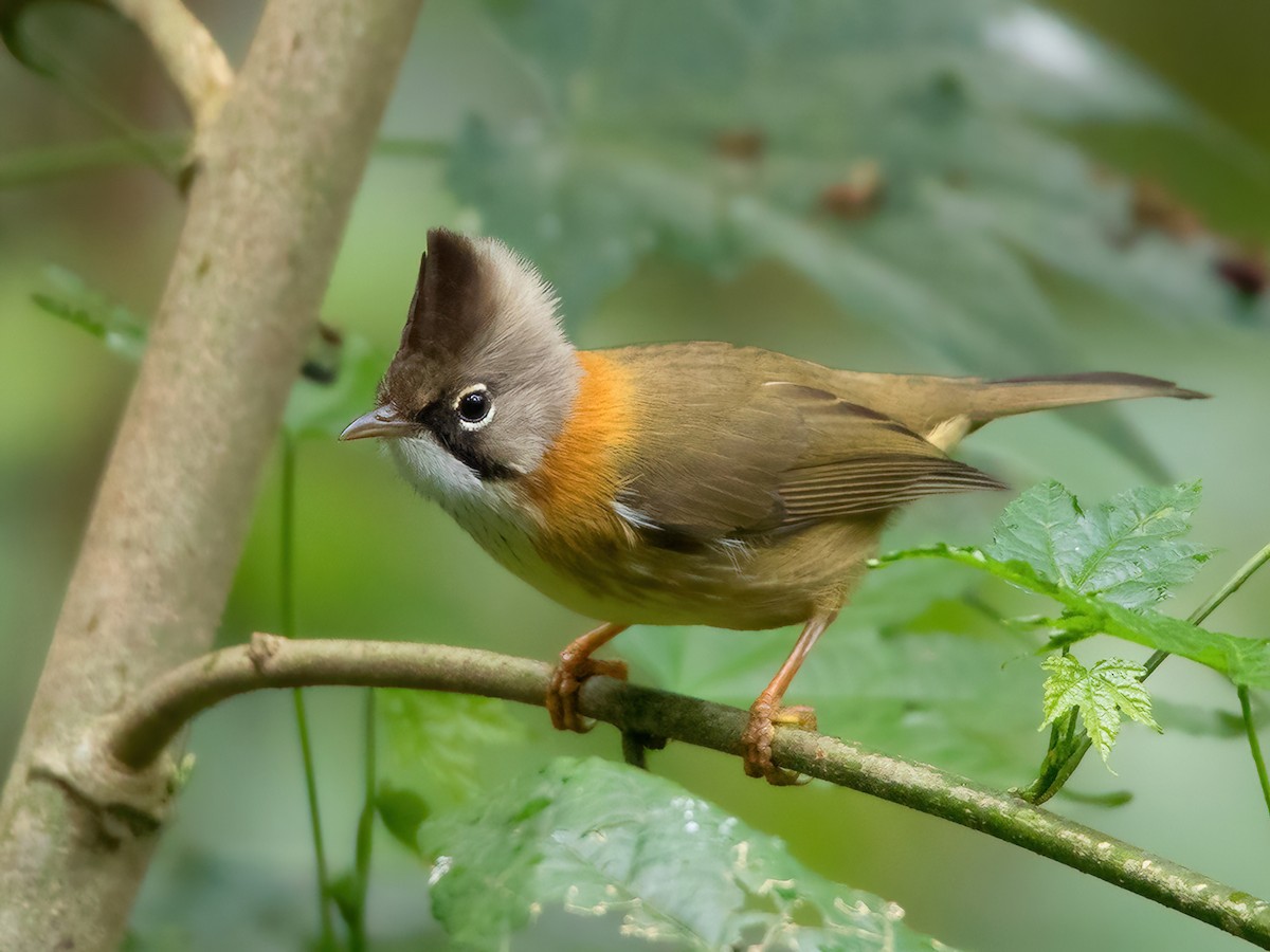 Whiskered Yuhina - Yuhina flavicollis - Birds of the World