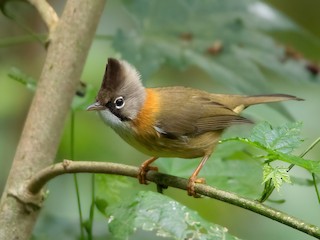  - Whiskered Yuhina