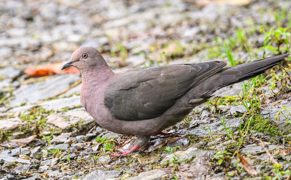 Plumbeous Pigeon - Scott Holt