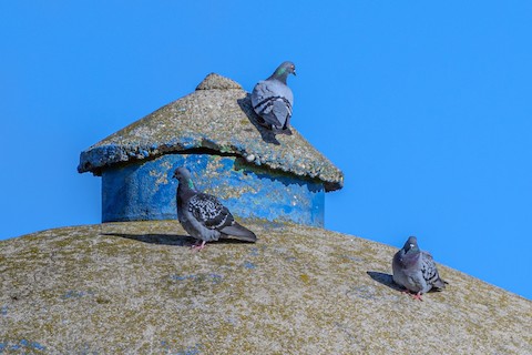 Rock Pigeon - eBird