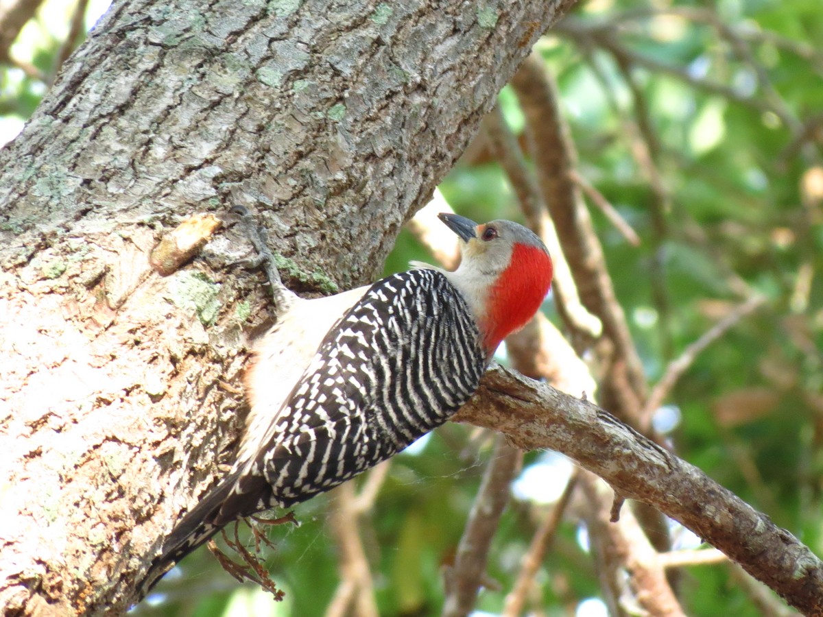Red-bellied Woodpecker - ML53500551
