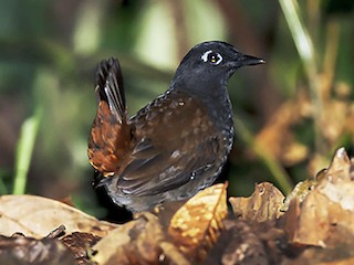  - Black-headed Antthrush