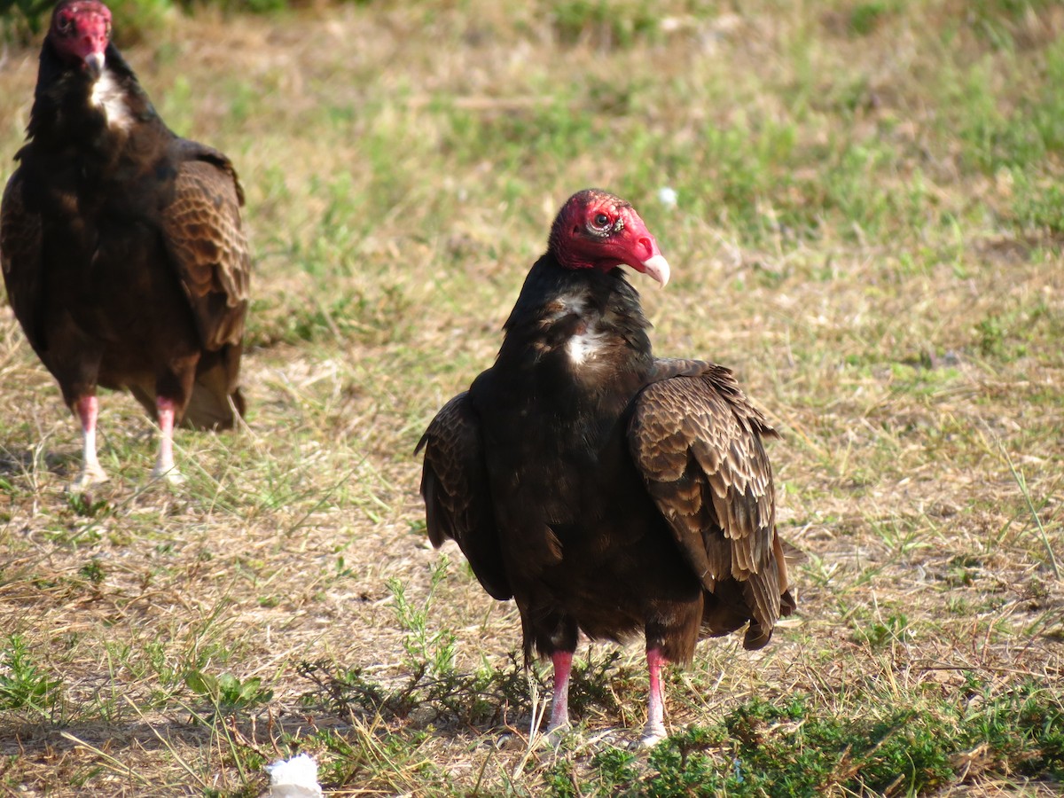 Turkey Vulture - ML53500711