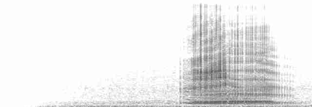  - Magellanic Cormorant