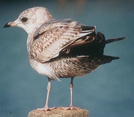 Short-billed Gull - Victor  Fazio III