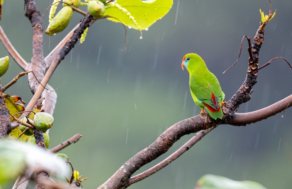 Philippine Hanging-Parrot - Forest Botial-Jarvis