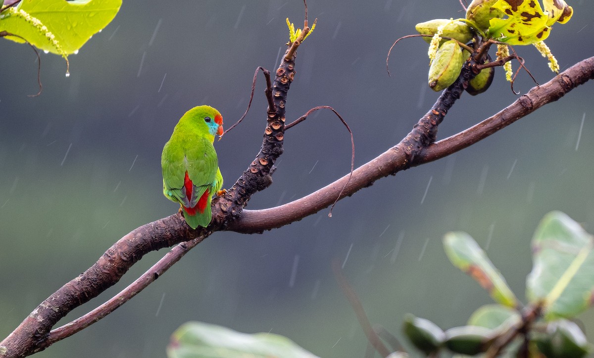 Philippine Hanging-Parrot - Forest Botial-Jarvis