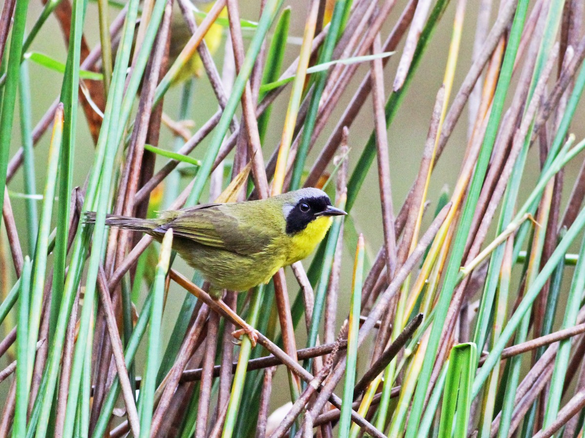 Olive-crowned Yellowthroat (Chiriqui) - Andrew Spencer