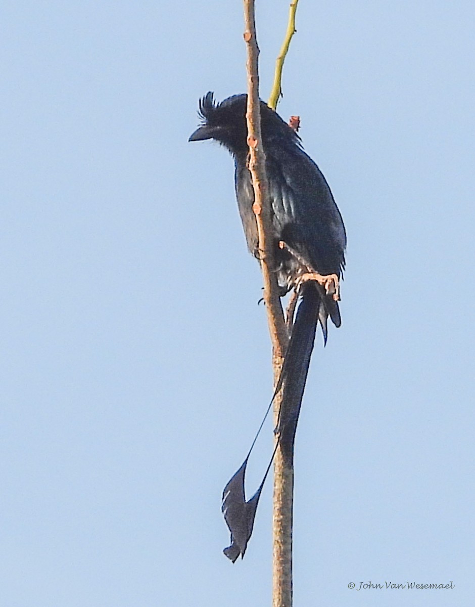 Greater Racket-tailed Drongo - ML535030971