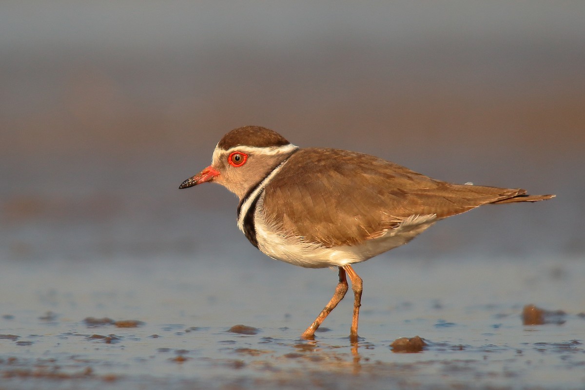 Three-banded Plover - ML535031381