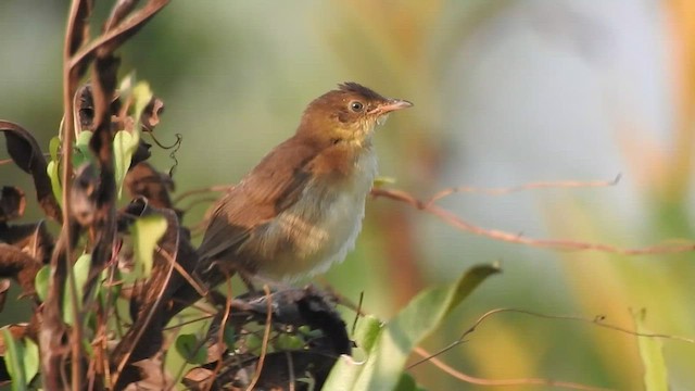  - Broad-tailed Grassbird