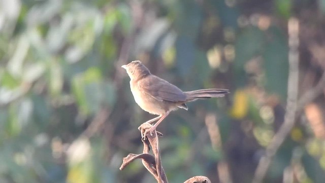 Broad-tailed Grassbird - ML535032911