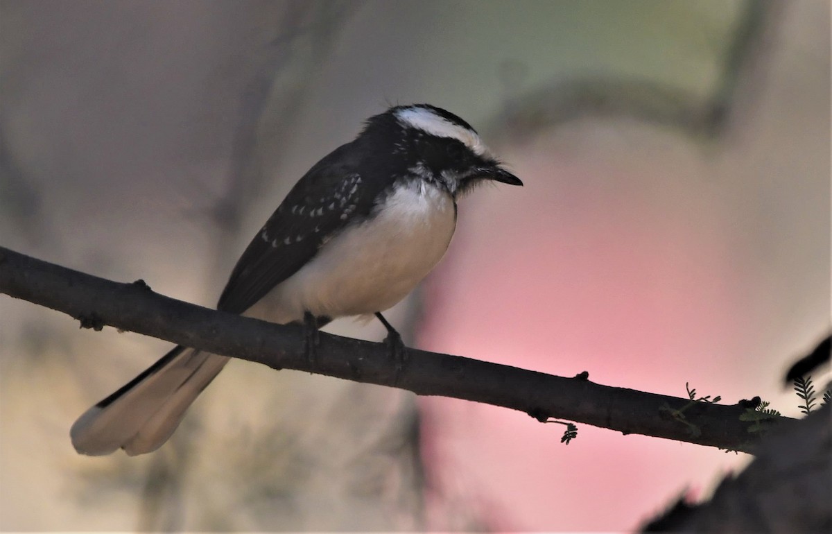 White-browed Fantail - ML535033391