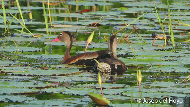 Black-bellied Whistling-Duck (autumnalis) - ML535035121