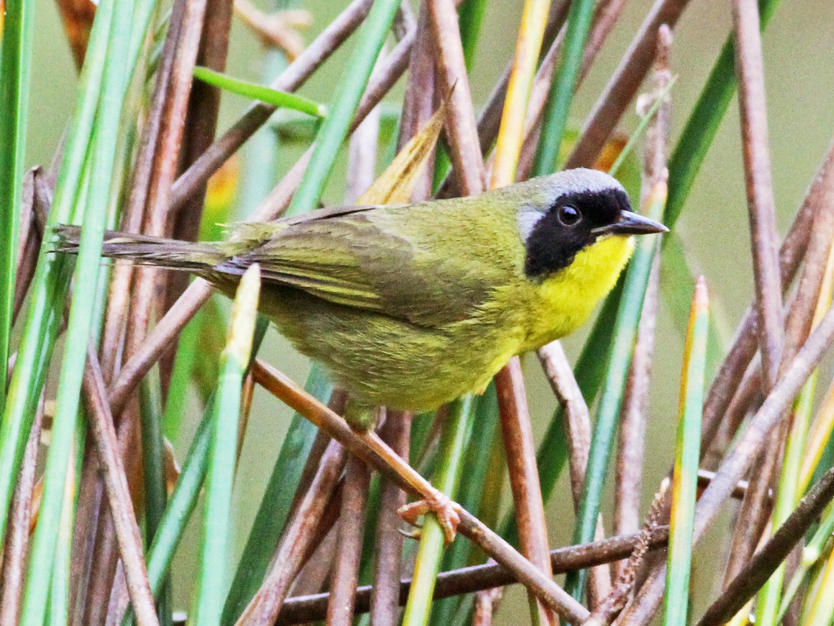 Olive-crowned Yellowthroat - Andrew Spencer
