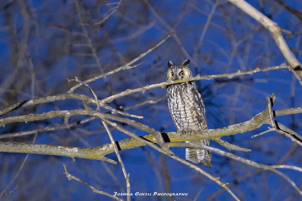 Long-eared Owl - Joshua Covill