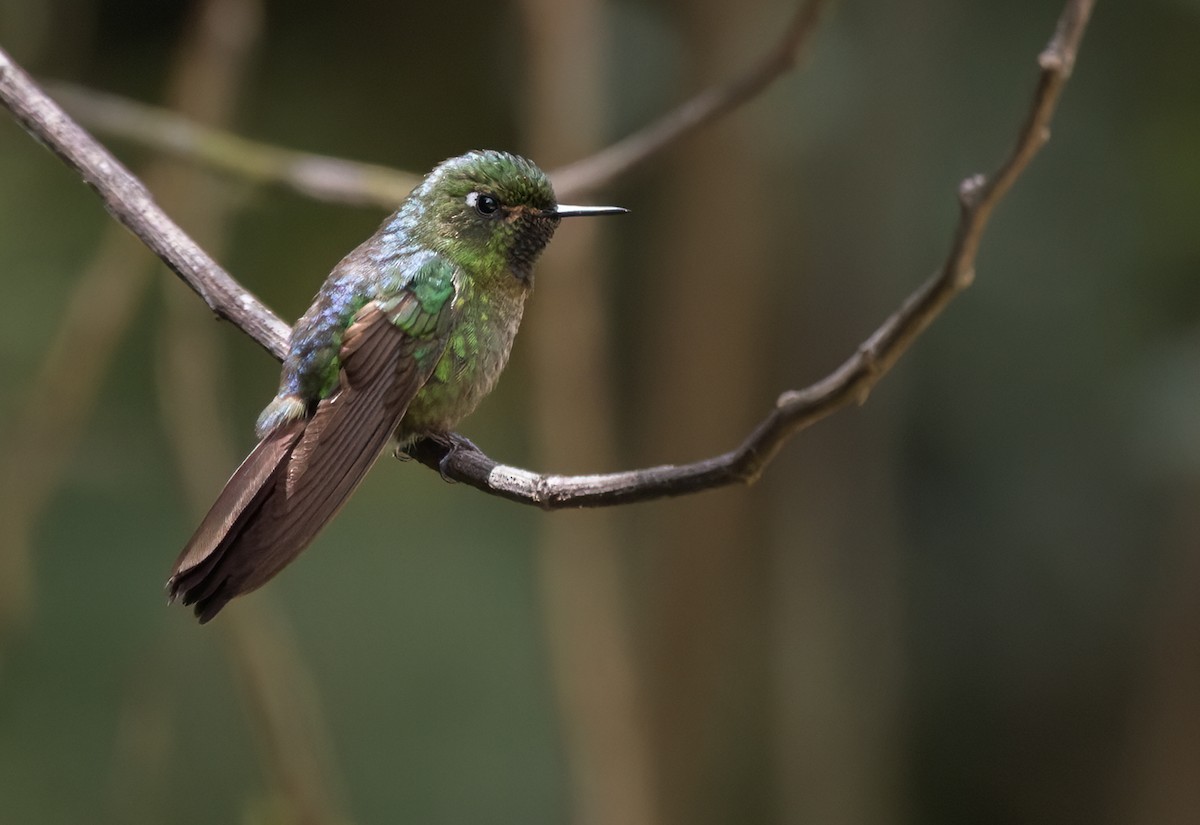 Tyrian Metaltail - Lars Petersson | My World of Bird Photography
